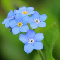 Organic Forget Me Not Flower Seeds for Planting ƒ?? Heirloom, Non-GMO