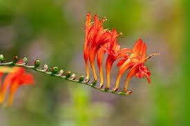 Crocosmia Flower Seeds for Planting 100 pcs