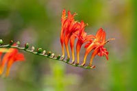 Crocosmia Flower Seeds for Planting 100 pcs