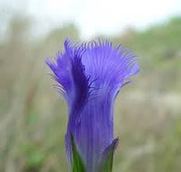 Gentiana Crinita Flower Seeds – Heirloom Non-GMO Seeds for Native and Wildflower Garden Planting