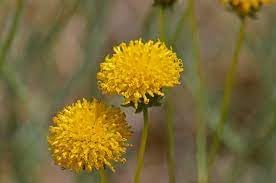 Heirloom Non-GMO Thelesperma Flower Seeds for Planting – Drought-Resistant Wildflower Blooms - Non-GMO for planting in home garden