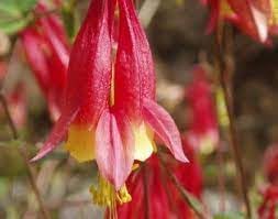 Heirloom Non-GMO Aquilegia Flower Seeds for Planting – Colorful Perennial Garden Blooms