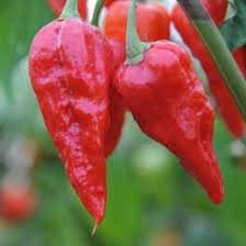 Chili Pepper Seeds for Planting - 100 Pcs pcs