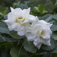 Heirloom Adenium Flower Seeds for Planting 100 pcs
