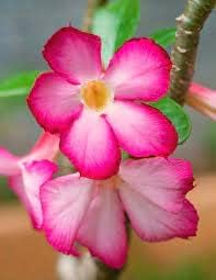 Plant (Plant scientific name) for planting in garden