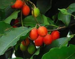 Mimusops Fruit Seed Pack for Growing Tropical, Sweet Fruits 100 Pcs pcs