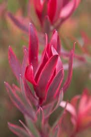 Leucadendron Salignum Conebush Seeds – Heirloom Non-GMO Flower Seeds for Ornamental Garden Planting