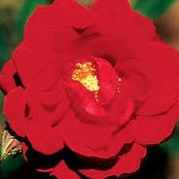 Maroon Climbing Rose Flower Seeds for Planting – Heirloom, Non-GMO Garden Seeds