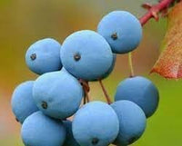 Grape Fruit Seeds for Home Gardens & Vineyards -Heirloom & non GMO seeds