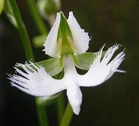 Japanese Radiata Flower Seeds for Planting – Organic, Heirloom, Non-GMO Spider Lily Seeds for planting in your garden.
