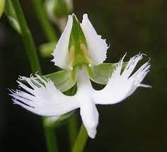Japanese Radiata Flower Seeds for Planting ƒ?? Organic, Heirloom, Non-GMO Spider Lily Seeds