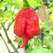 Trinidad Pepper Vegetable Seeds for Planting - 100 Pcs pcs