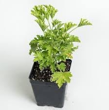 Citronella Plant Seeds for Planting - NON GMO Seeds for planting in home garden