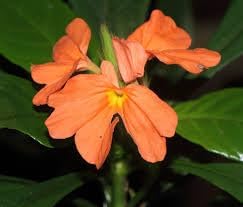 Crossandra Semi Flower Seeds for Planting - 100 pcs