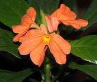 Crossandra Semi Flower Seeds for Planting - 100 pcs