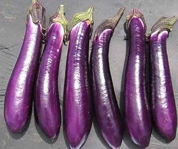 Millionaire Purple Eggplant Seeds for Planting heirloom & Non-GMO Seeds