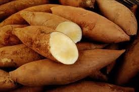 Bogachiel Yacon Seeds for Planting – Non-GMO, Heirloom Vegetable Seeds