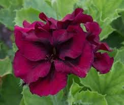 Burgundy Blooms Geranium Heirloom Non-GMO Seeds for Planting