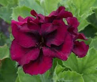 Burgundy Blooms Geranium Heirloom Non-GMO Seeds for Planting