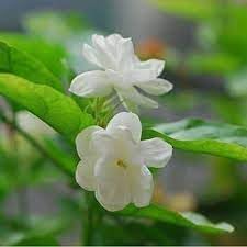 Jasmine Flower Seeds for Planting - NON GMO Seeds for planting in home garden