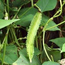 Winged Bean Vegetable Seeds for Planting - 100 Pcs