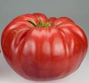 Dark Red Tomato Solanum lycopersicum for planting in urban garden