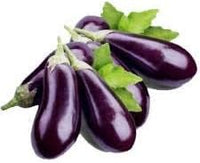 Dark Purple Eggplant Solanum melongena for planting in urban garden