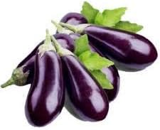 Dark Purple Eggplant Solanum melongena for planting in urban garden