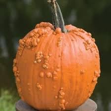 Knuckle Head Pumpkin Vegetable Seeds for Planting – Non-GMO, Heirloom Pumpkin Seeds for Garden