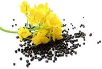 Canola Oil Flower Seeds Heirloom Non GMO Planting - 100 pcs