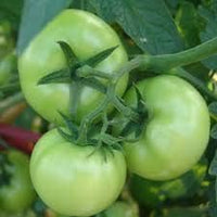 Tomato Seeds for Planting, Green, 100 Pcs pcs