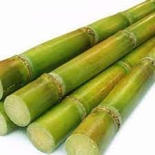 Sugarcane Fruit Seeds for Planting- Grow Sweet Sugarcane for Your Garden, Heirloom Seeds