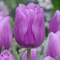 Lavender Shade Tulip Flower Seeds for Planting ƒ?? Vibrant Blooms, Non-GMO, Heirloom Seeds for planting in your garden.