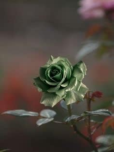 Army Green Rose Heirloom Non-GMO Seeds for Planting