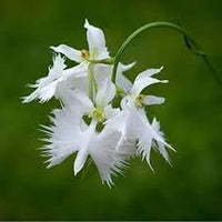 Aigrette Orchid Plant Seeds for Planting - 100 pcs