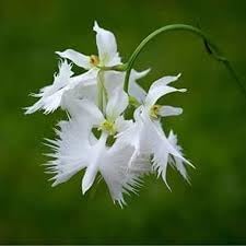 Aigrette Orchid Plant Seeds for Planting - 100 pcs for planting in your garden.