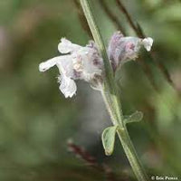 Heirloom Non-GMO Nepeta Flower Seeds for Planting – Fragrant Pollinator Blooms