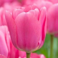 Pink Tulip Flower Seeds for Planting – Vibrant, Heirloom, Non-GMO, Garden Flowers for planting in your garden.