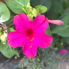 Magenta Flower Seeds Heirloom Non GMO Planting - 100 pcs for planting in home garden