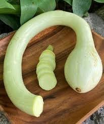 Trombocino Gourd Cucurbita moschata seeds for garden planting