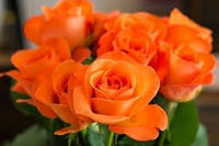 Roseflower Seeds for Planting, Heirloom, Non-GMO for planting in home garden