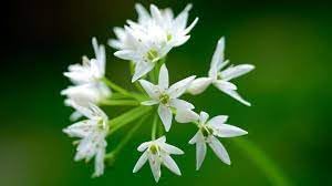 Ramsons Flower Seeds for Planting ƒ?? Organic, Heirloom, Non-GMO Wild Garlic Seeds for planting in your garden.