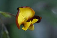 Yellow Cajanus Flower Seeds for Planting, NON GMO Seeds