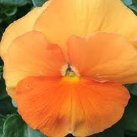 Heirloom Non-GMO Wittrockiana Flower Seeds for Colorful Garden Beds and Seasonal Planting