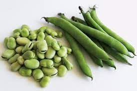 Fava Bohnen Vicia faba seeds for garden planting