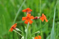 Flower (Flower scientific name) for planting in garden