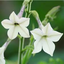 Alata Flower Seeds for Planting, 100 pcs