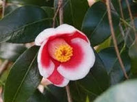 Red White Camellia Flower Seeds ƒ?? Non-GMO, for Garden and Decorative Planting