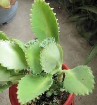 Organic Kalanchoe Plant Seeds for Planting – Heirloom, Non-GMO