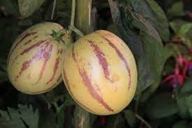 Melon Pear Fruit Seeds for Planting - Unique and Tasty Fruits, Heirloom Seeds